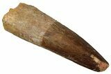 Fossil Spinosaurus Tooth - Real Dinosaur Tooth #340620-1